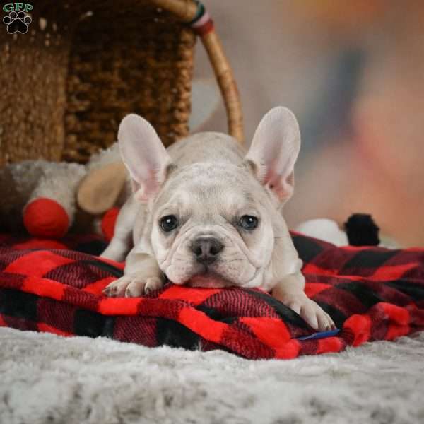 Lark, French Bulldog Puppy